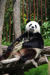 giant panda eating bamboo