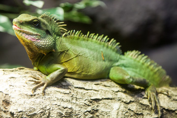 iguana on a branch