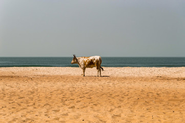 Bull on the beach in the town of Bijilo