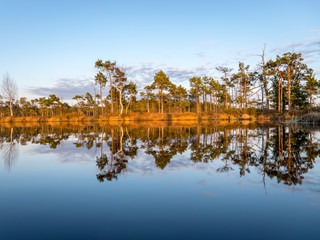 Colorful evening and sunset over the bog lake, crystal clear lake and bog in the evening, reflections on the water. Pine in the background.