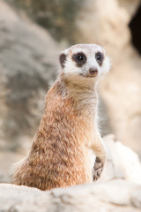 Fototapeta premium meerkat on guard