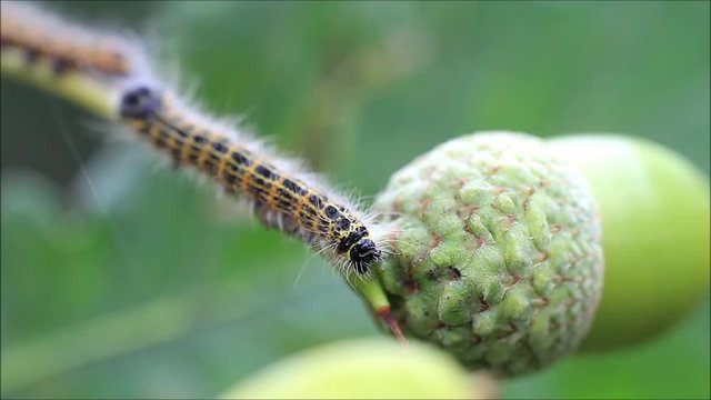 caterpillar on green acorn, Phalera bucephala
