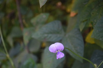 Yellow Flower with Nature