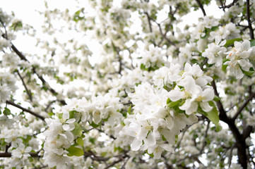 apple tree blossom, apple tree flowers, blooming apple tree