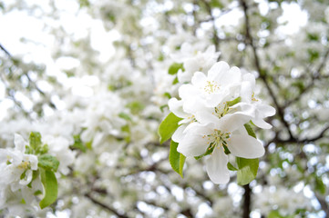 apple tree blossom, apple tree flowers, blooming apple tree
