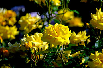 Obraz premium バラの花、神代植物園 東京都調布市