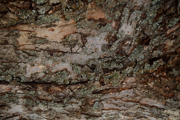 texture of the bark, bark of a tree