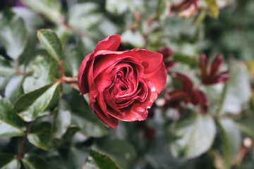 red rose in garden