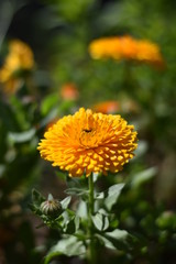 Blühende Ringelblume (Calendula officinalis)