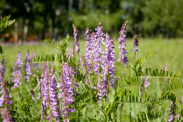 Meadow violet and purple flowers  polka dots in the summer field. Green background. Nature landscape