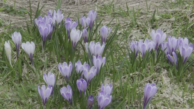Krokus, Krokusse, Blue, Blumen, Bl&uuml;te, Bl&uuml;tenmeer, Blumenwiese, Fr&uuml;hling, Fr&uuml;hbl&uuml;her, Wiese, Almwiese, Felbertauern, Alm, Hochtal, Nationalpark, Hohe Tauern, Matreier Tauernhaus, Bl&uuml;tezeit, Fr&uuml;hjahr, 