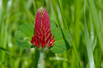 *rote schöne Spitze Blüte*