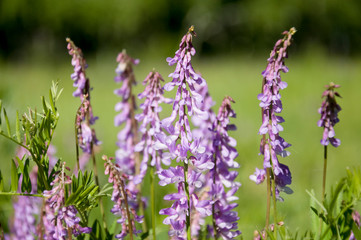 Meadow violet and purple flowers  polka dots in the summer field. Green background. Nature landscape