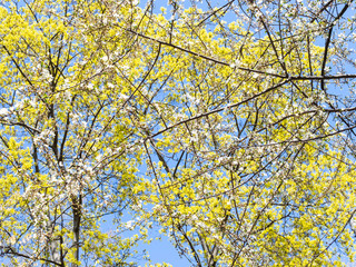 Fototapeta premium spring in city - blossoming cherry and maple trees with blue sky on background in urban yard