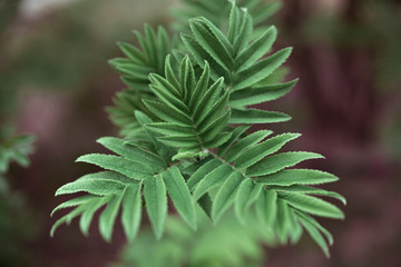 Green leaves on a blurry background. Fresh wallpaper concept