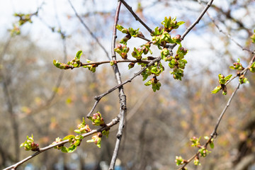 spring in city - twigs with buds of old apple tree close up in urban yard (focus on upper cluster of bourgeons on foreground)