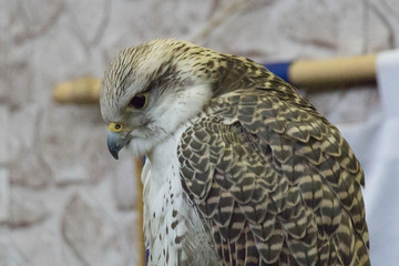 Close up view of a hawk head.