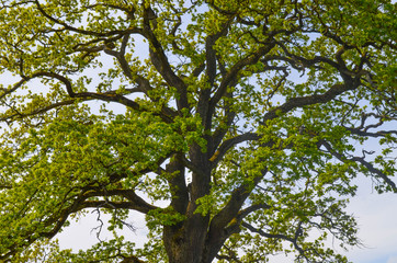 *Baum*