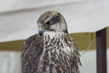 Close up view of a hawk head.