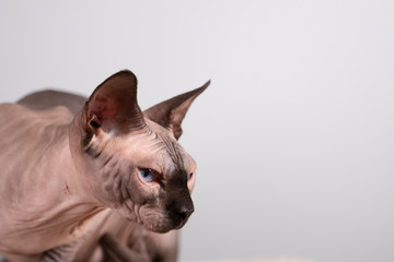 Portrait of a pretty sphinx indoors, bald cat, the cat is on a scratching post, half body, on a...