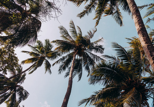 Beautiful coconut palm trees on blue sky.