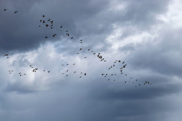beautiful cumulus clouds in the sky, lots of flying geese