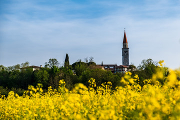 Fields of colza in front of an italian village