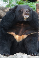 black bear cub