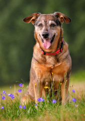 Hund auf Blumenwiese