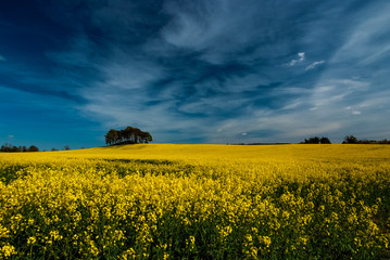 Obraz premium field of yellow flowers