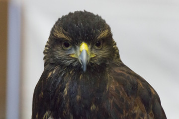 The detailed view of a hawk head.