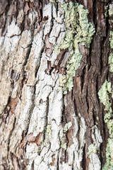 tronco albero