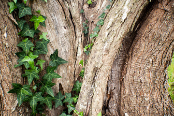 tronco con edera texture