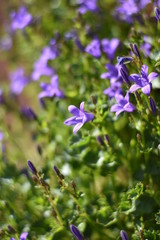 Blühende Dalmatiner Polster-Glockenblume (Campanula portenschlagiana)