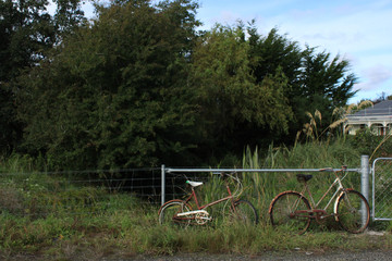 【 Dunedin scenery 】bicycle in the park