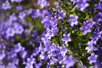 Blühende Dalmatiner Polster-Glockenblume (Campanula portenschlagiana)