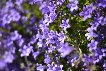 Fototapeta premium Blühende Dalmatiner Polster-Glockenblume (Campanula portenschlagiana)