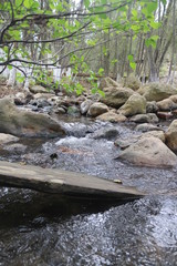 Río en Bosque