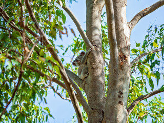 An Australian Koala Sitting In a Gum Tree