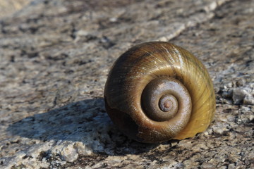 春の岸辺でカタツムリの殻の様な巻貝を撮影したくっきりとした写真