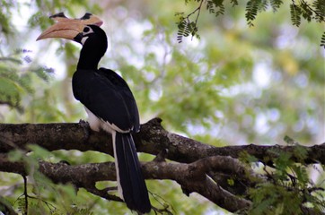 black billed hornbill
