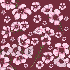 seamless pattern of geraldton wax, australian native plant. Hand drawn vector illustration