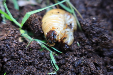 黄色味がかった糞をしているカブトムシの幼虫をアップで４月か５月頃に撮影した写真