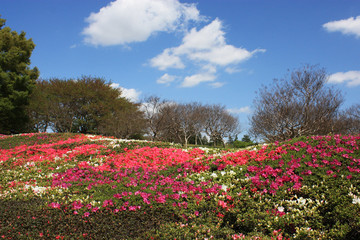 ツツジの花畑、東京都