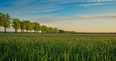 Field of grass with a road and trees in the background.
