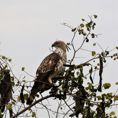 red tailed hawk perched on a branch