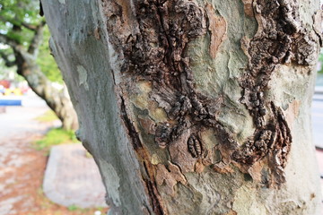 樹木の表面の質感を近くで映した写真