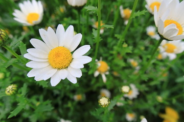春の庭に咲いた沢山の小さくて白いデイジーの花を撮影した写真