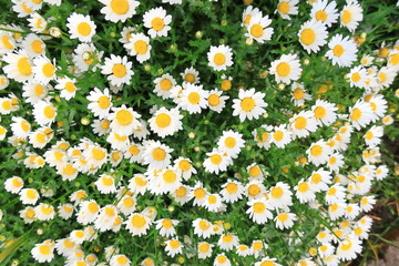 春の庭に咲いた沢山の小さくて白いデイジーの花を撮影した写真