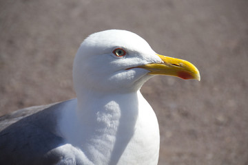 Una gaviota en el parque